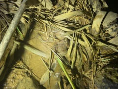 Limnonectes fujianensis