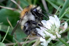 Bombus pascuorum