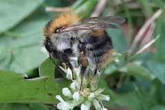 Bombus pascuorum