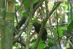 Blythipicus rubiginosus