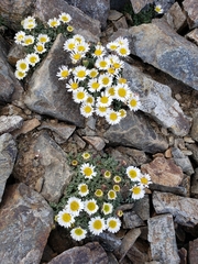 Erigeron vagus
