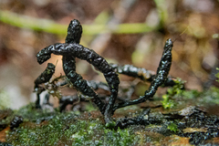 Xylaria fissilis