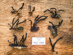 Xylaria fissilis