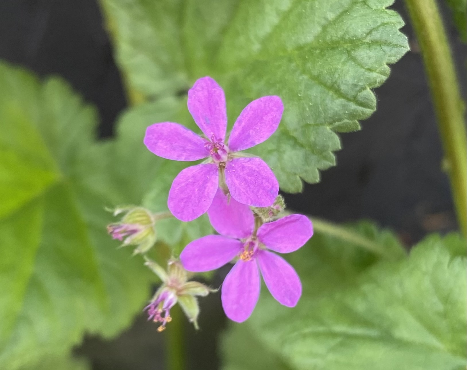 Erodium malacoides