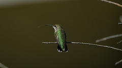 Archilochus colubris