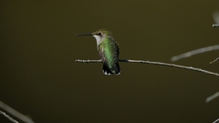 Archilochus colubris