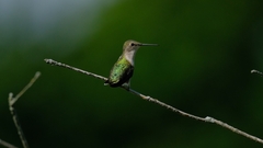 Archilochus colubris