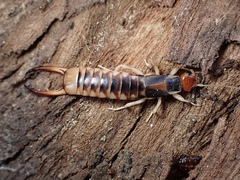 Labidura truncata