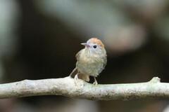 Cyanoderma rufifrons poliogaster