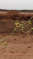 Vincetoxicum indicum
