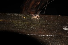 Hemiandrus pallitarsis