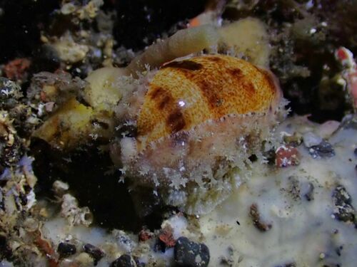 Thick-edged Cowry