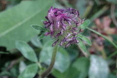 Trifolium pratense
