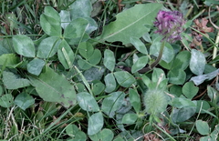 Trifolium pratense
