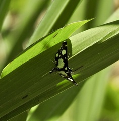 Glyphodes conjunctalis
