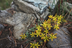 Sedum debile