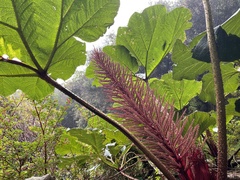 Gunnera insignis