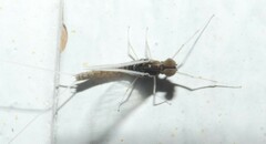 Callibaetis ferrugineus hageni