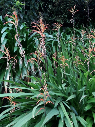 Chasmanthe bicolor (Chasmanthe bicolor)