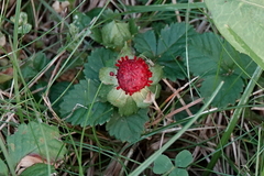 Potentilla indica