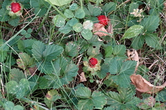 Potentilla indica