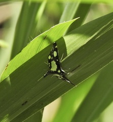 Glyphodes conjunctalis