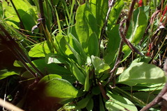 Noticastrum macbridei