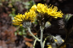Hieracium mapirense