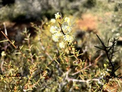Acacia aspera