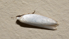 Scieropepla polyxesta
