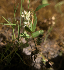 Polygonum polygaloides
