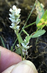 Polygonum polygaloides