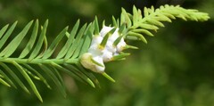 Taxodiomyia cupressiananassa