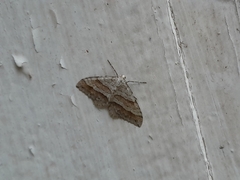 Perizoma parallelolineatum