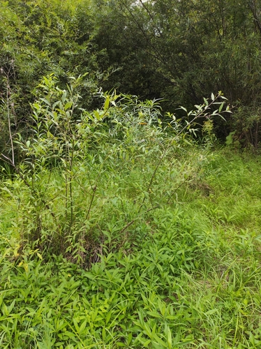 Image of Salix pierotii by (c) Dmitrii Mostovoi, some rights reserved (CC BY)