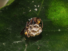 Polistes variabilis
