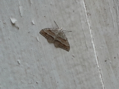 Perizoma parallelolineatum