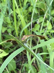 Sympetrum pedemontanum elatum