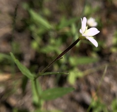 Epilobium glandulosum