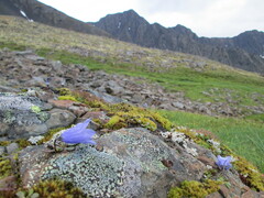 Campanula lasiocarpa