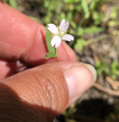 Epilobium glandulosum