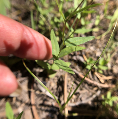 Epilobium glandulosum