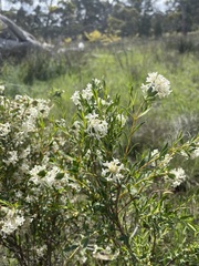 Pimelea stricta