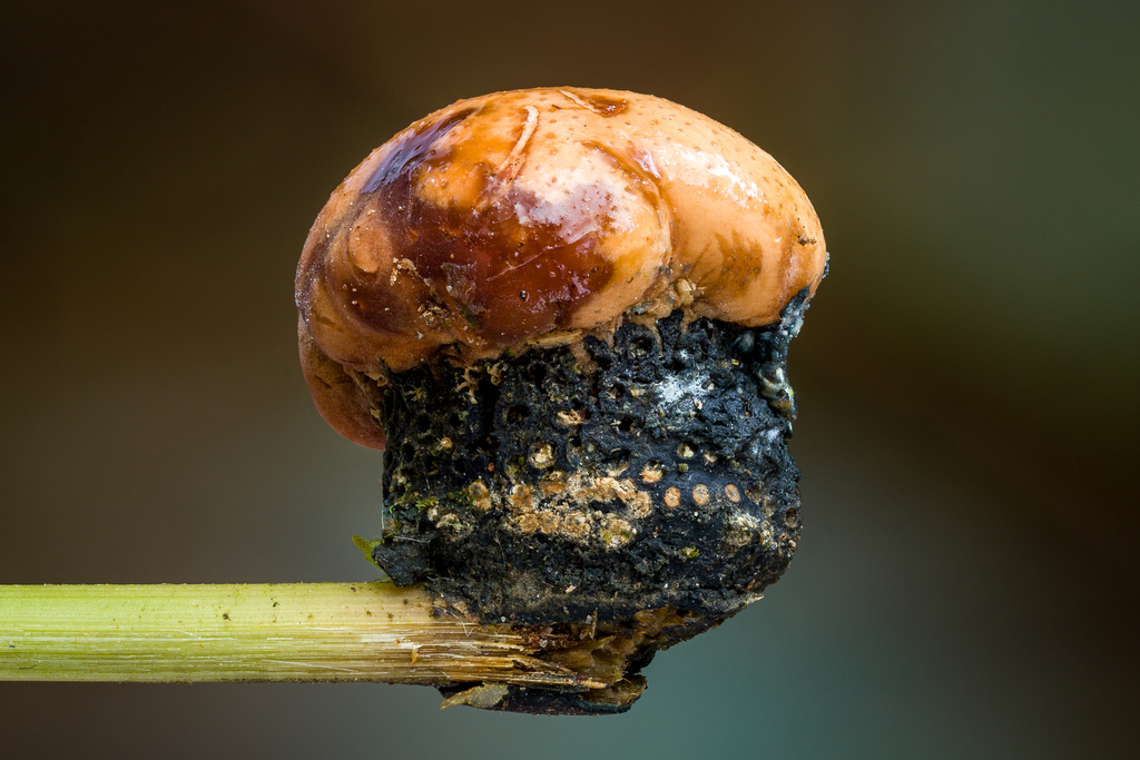 Mycomalus
