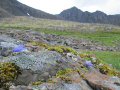 Campanula lasiocarpa
