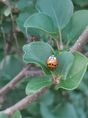 Harmonia axyridis