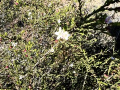 Philotheca angustifolia