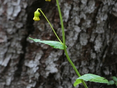 Senecio bigelovii