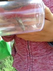 Leptoglossus occidentalis