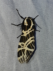 Hypercompe ochreator